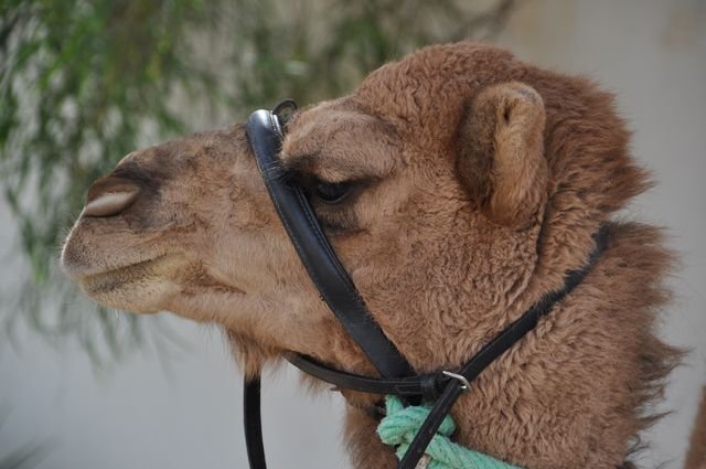 _12_24_djerba_0258.jpg