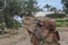 _12_24_djerba_0625_small.jpg
